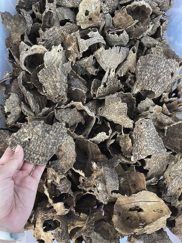 Char Oud AA+ - Pure Ouds